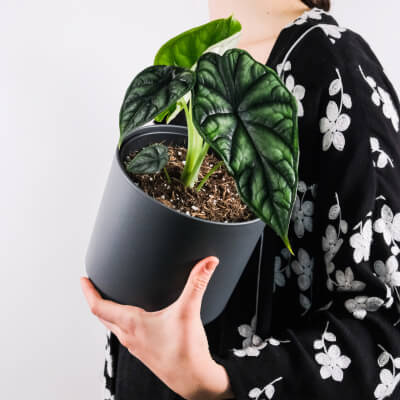 A propos de nous Plants Store Gallery Img 4