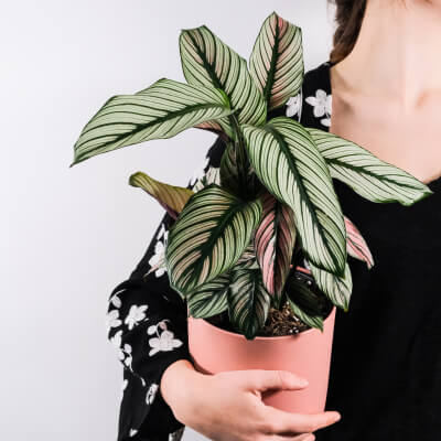 A propos de nous Plants Store Gallery Img 5